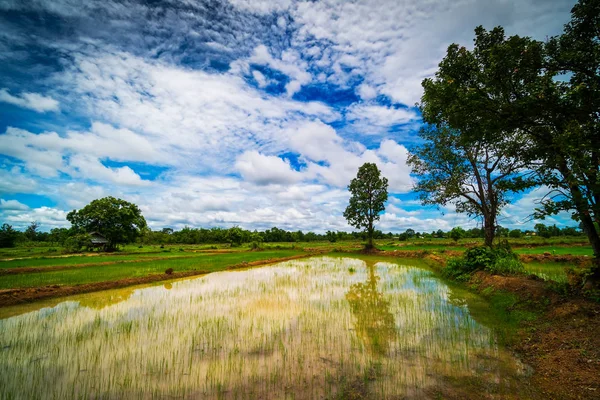 Paisaje arroz Paddy — Foto de Stock