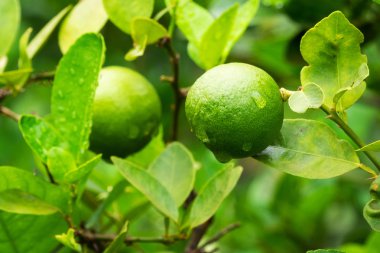 limon meyve ağacı üzerinde