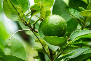 limon meyve ağacı üzerinde