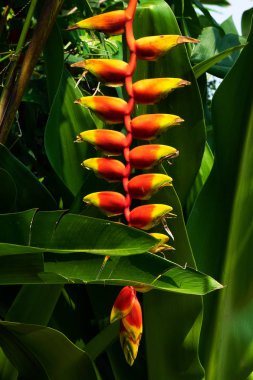 Sahte Kuş Cennet Tayland