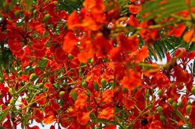 Alev Ağacı Kırmızı