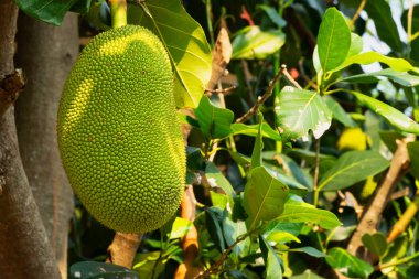 nefesi ağaç üzerinde