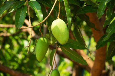Mango meyve ağacı