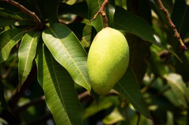 Mango meyve ağacı