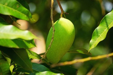 Mango meyve ağacı