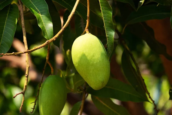 Árbol de fruta de mango — Foto de Stock