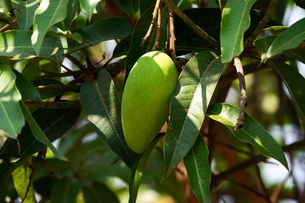 Árbol de fruta de mango — Foto de Stock