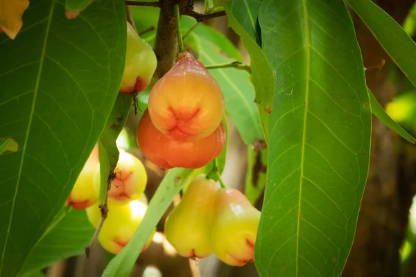 Water Apple Fruit — Stock Photo, Image