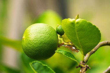 limon meyve ağacı üzerinde