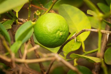 limon meyve ağacı üzerinde