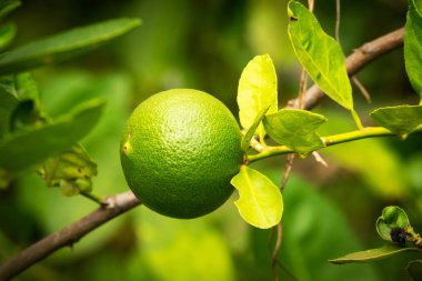 limon meyve ağacı üzerinde