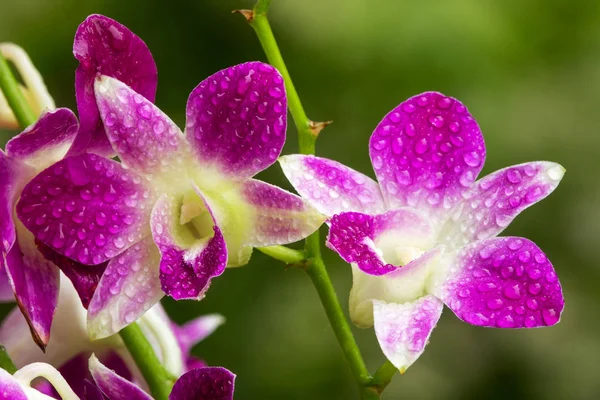 Orchidea viola — Foto Stock