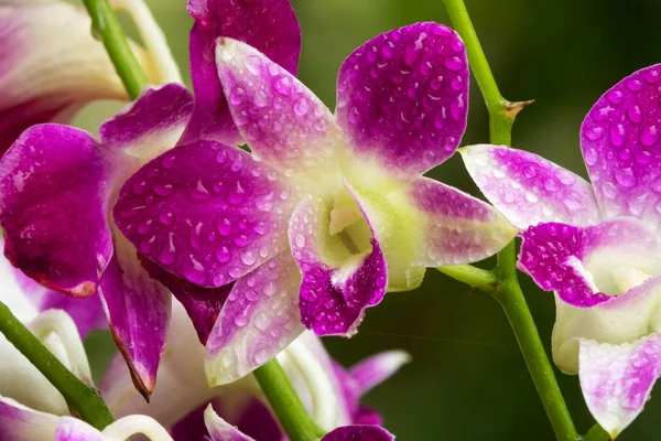 Orchidée pourpre — Photo