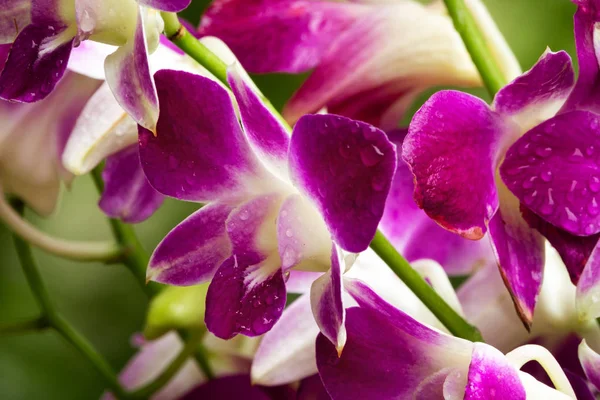 Orchidea viola — Foto Stock