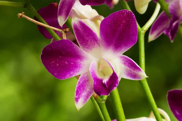 Orquídea roxa — Fotografia de Stock