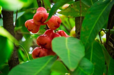 Java elma ağacı üzerinde