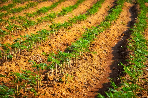 Plantation de manioc — Photo