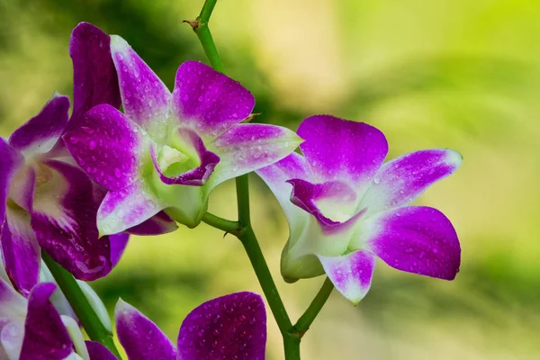 Orchidée pourpre avec des gouttes d'eau — Photo