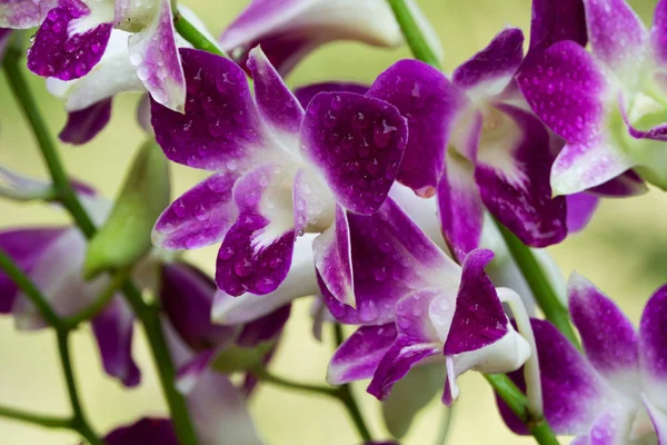 Violette Orchidee mit Wassertropfen — Stockfoto