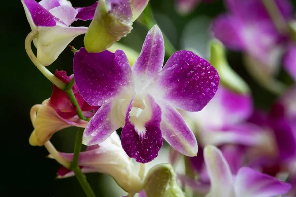 Orquídea púrpura con gotas de agua — Foto de Stock