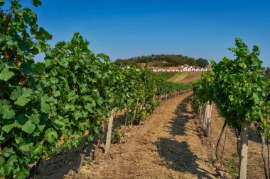 Şarap Yolu Avusturya