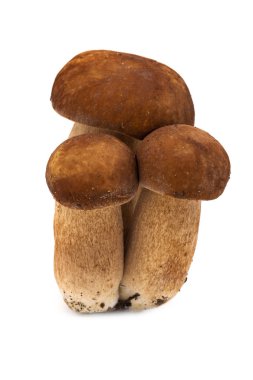 Beyaz arka planda porcini mantar