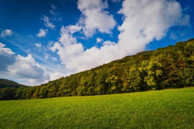 sonbahar orman manzarası