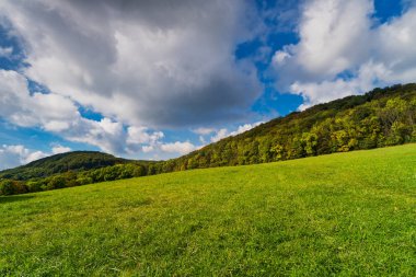 sonbahar orman manzarası