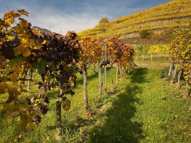 Vineyard Autumn Landscape clipart