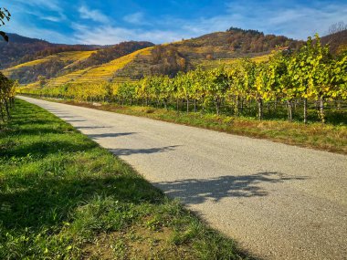 Üzüm bağı Sonbahar Manzarası