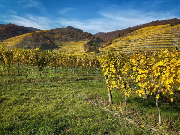 Podzimní krajina vinic — Stock fotografie