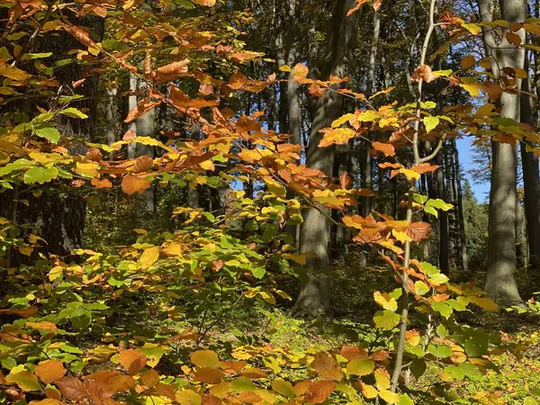 Forêt en automne couleur des feuilles — Photo