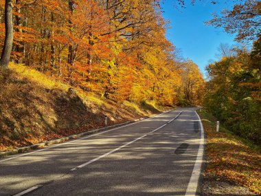 Köy yolunda sonbahar ormanı