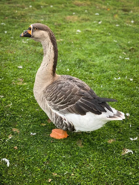 Domestic Greylag Goose — Stock Photo, Image