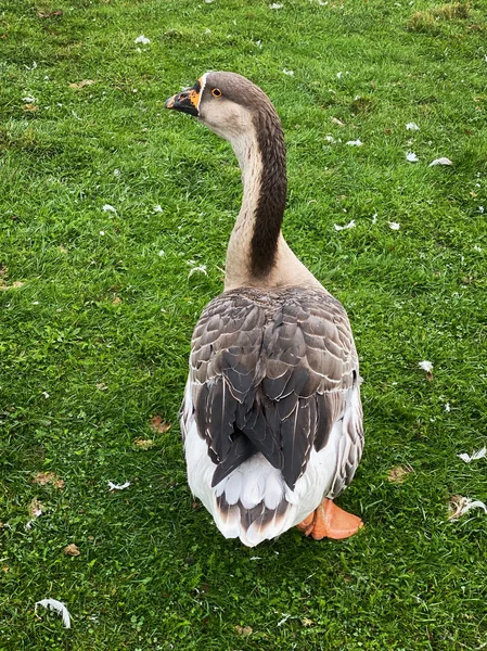 Domestic Greylag Goose — Stock Photo, Image