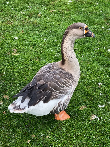 Domestic Greylag Goose — Stock Photo, Image