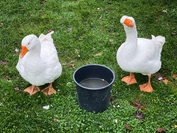 White Goose — Stock Photo, Image