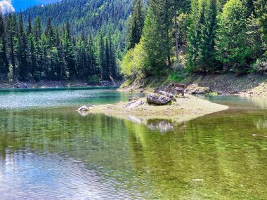 Yeşil Göl Avusturya 'da Benç Dağlarda eriyen su