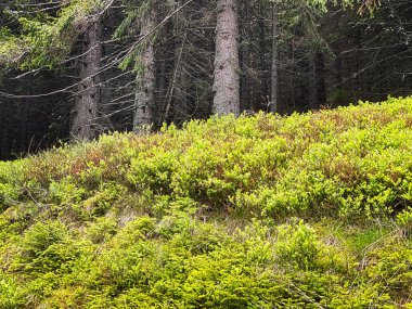Kozalaklı Orman, ağaç ve bitkilerle dolu güzel bir manzara.
