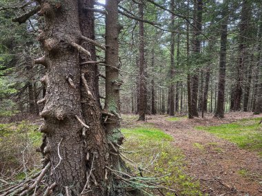 Kozalaklı Orman, ağaç ve bitkilerle dolu güzel bir manzara.