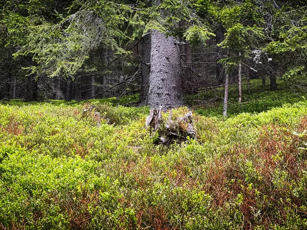 Floresta Coníferas Bela Paisagem Com Árvore Plantas — Fotografia de Stock