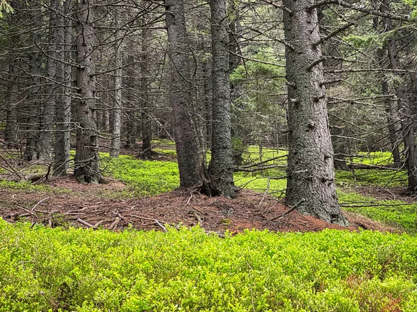 Floresta Coníferas Bela Paisagem Com Árvore Plantas — Fotografia de Stock