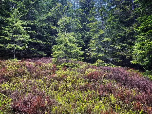 Las Iglasty Piękny Krajobraz Drzewami Roślinami — Zdjęcie stockowe