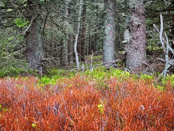 Nadelwald Schöne Landschaft Mit Bäumen Und Pflanzen — Stockfoto