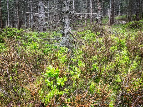 Naaldbos Prachtig Landschap Met Bomen Planten — Stockfoto