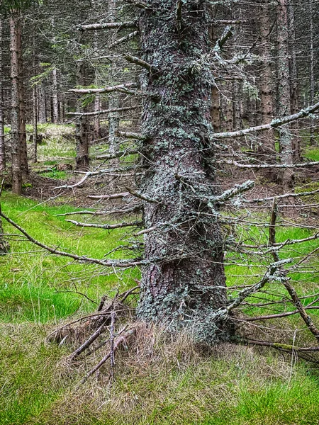 Порожній Ліс Мальовничий Краєвид Деревом Рослинами — стокове фото
