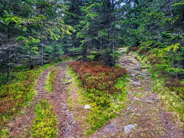Túraútvonal Erdőn Keresztül Gyönyörű Természet Erdőben — Stock Fotó