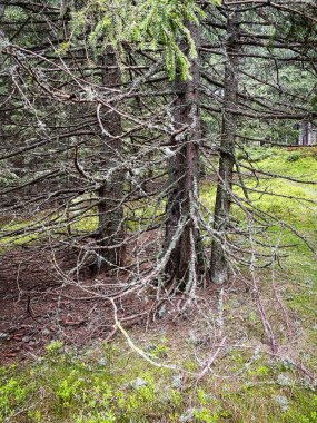Mistik Ağaç, kozalaklı orman ladin ağacı