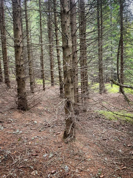 Mystic Tree Nadelwald Mit Fichte — Stockfoto