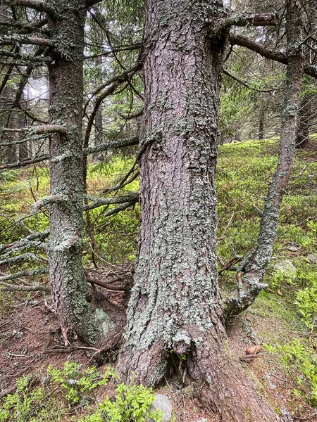 Mystic Tree Nadelwald Mit Fichte — Stockfoto